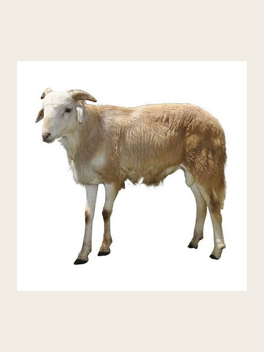 Medium Sheep